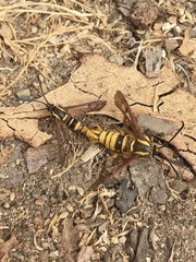 Synanthedon