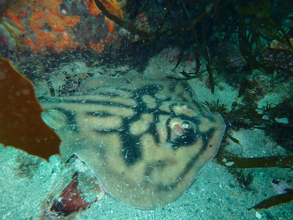 Banded Stingaree from Pirates Bay, Eaglehawk Neck, TAS, AU on January