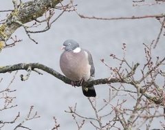 Columba palumbus