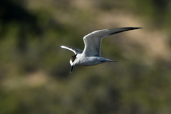 Sterna hirundo hirundo