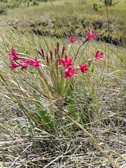 Brunsvigia undulata