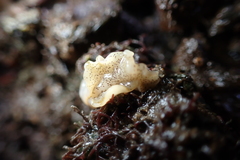 Enchiridium punctatum