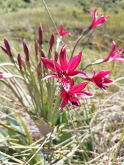 Brunsvigia undulata