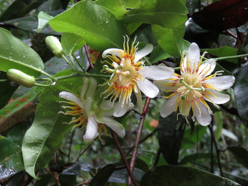 Passiflora phaeocaula
