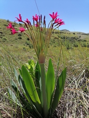 Brunsvigia undulata