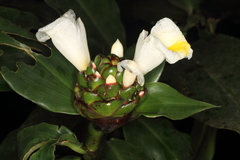 Costaceae
