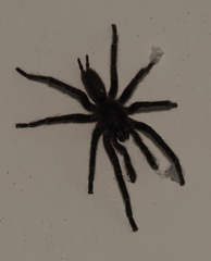 Selenocosmiinae