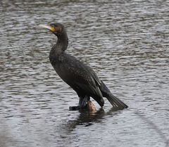Phalacrocorax carbo