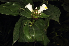 Costaceae