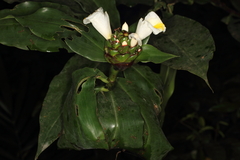 Costaceae