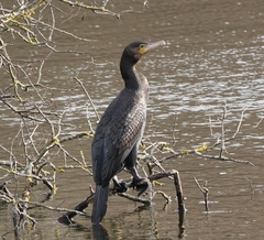 Phalacrocorax carbo