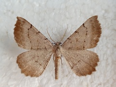 Odontognophos dumetata