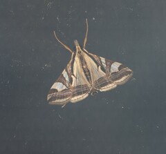 Agrioglypta excelsalis