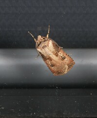 Agrotis interjectionis