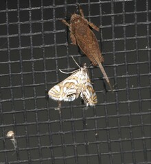 Anydraula pericompsa
