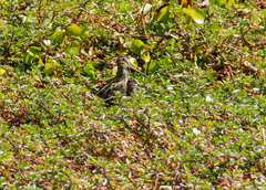 Gallinago