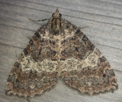 Hydriomena furcata