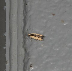 Ardozyga catarrhacta