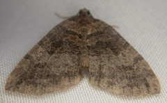 Hydriomena furcata