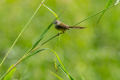 Prinia flaviventris