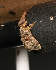 Chalcocelis albiguttatus