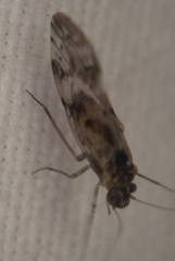 Trichadenotecnum majus