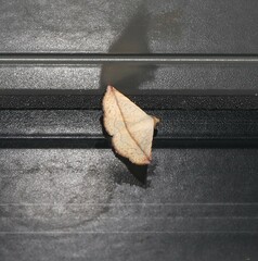 Eublemma perversicolor