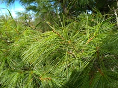 Pinus armandi