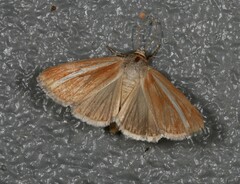 Heliocheilus rhodopolia