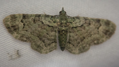 Pasiphila rectangulata