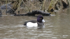 Aythya fuligula