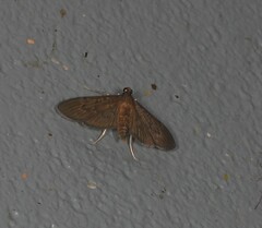 Hymenoptychis sordida