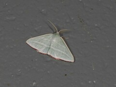 Oenochroma infantilis
