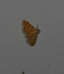 Notarcha obrinusalis
