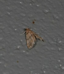 Parapoynx tenebralis