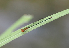 Pseudagrion pilidorsum