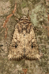 Mythimna languida