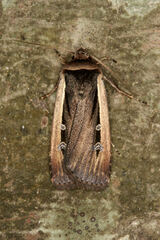 Ochropleura leucogaster