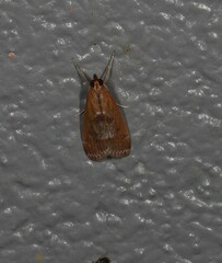 Syntonarcha iriastis