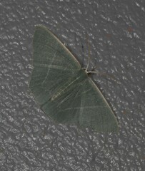 Thalassodes dorsilinea