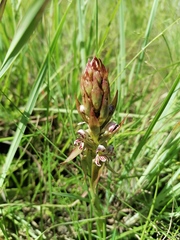 Satyrium cristatum