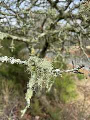 Usnea barbata