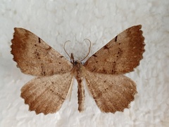 Odontognophos dumetata
