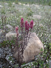 Castilleja raupii