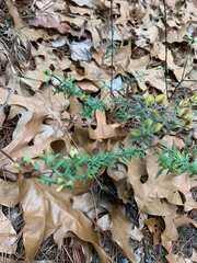 Hypericum hypericoides