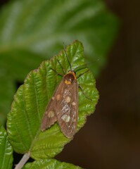 Dysauxes punctata