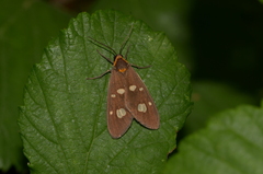 Dysauxes punctata