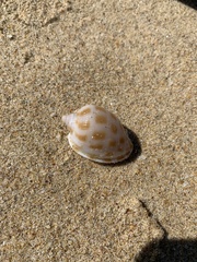 Phalium areola