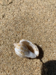 Phalium areola