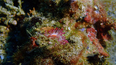 Coryphellina flamma